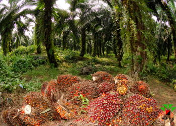 Demand for oil palm increases