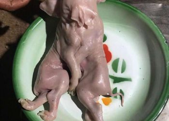 Thai villagers worship mutant baby pig born with two heads, three ears and eight legs because they think it will bring them good luck on the lottery
