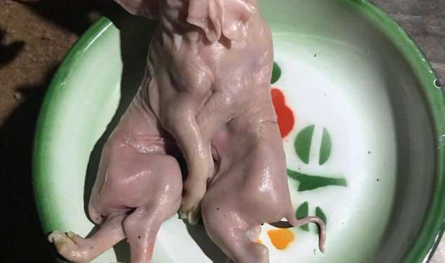 Thai villagers worship mutant baby pig born with two heads, three ears and eight legs because they think it will bring them good luck on the lottery