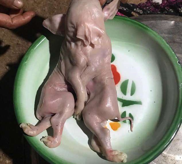 Thai villagers worship mutant baby pig born with two heads, three ears and eight legs because they think it will bring them good luck on the lottery