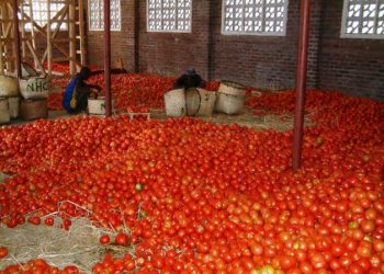 Tomato farmers cry over low sales of tomatoes in Ghana as traders prefer to buy them from Burkina Faso