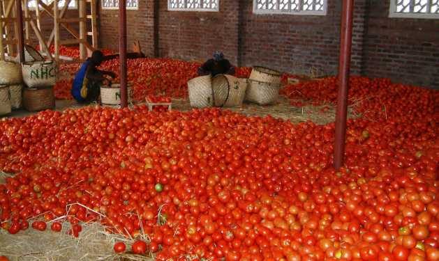 Tomato farmers cry over low sales of tomatoes in Ghana as traders prefer to buy them from Burkina Faso