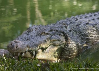 Crocodile kills Ethiopian pastor during lake baptism