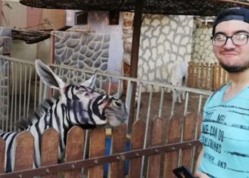 Egypt zoo accused of painting donkey to look like a zebra
