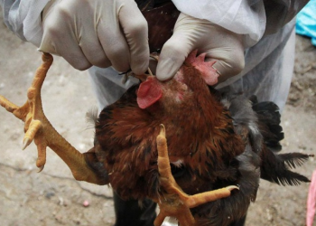 Bird flu hits Ghana; Over 11,000 birds killed