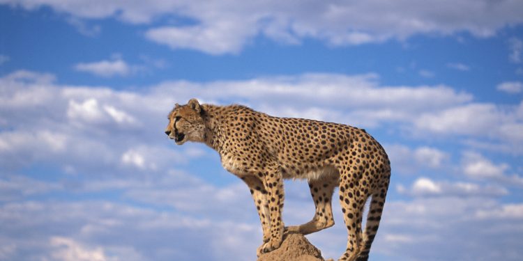 The cheetah generation