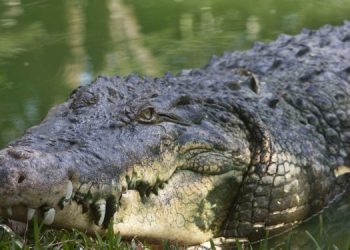 Crocodile eats woman and her five-year-old baby in Uganda