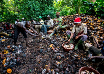 Ivory Coast Raises Cocoa Farmers’ Pay After Price Recovery