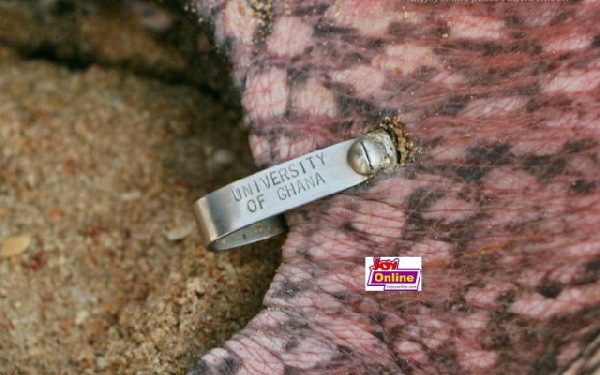 University of Ghana sea turtle released after being held ‘hostage’ in Ekumfi