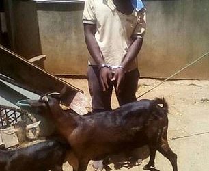 Man accused of raping a goat in Malawi says he asked the animal for permission first
