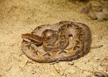 Snakes take over the only toilet facility at Bechem Kubease
