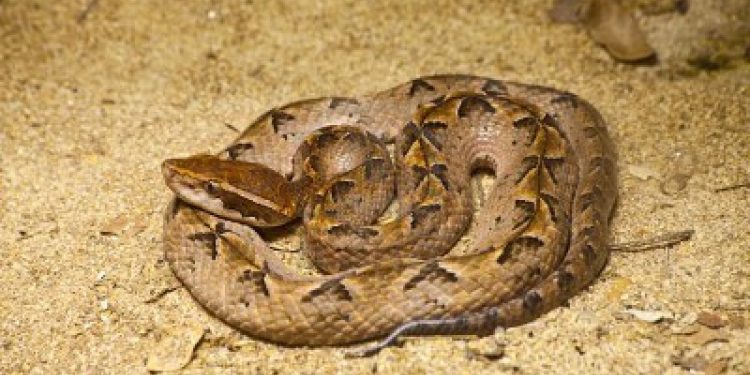 Snakes take over the only toilet facility at Bechem Kubease
