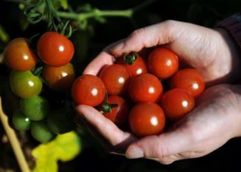 Researchers close to producing genetically modified spicy tomatoes