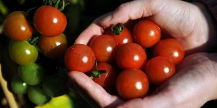 Researchers close to producing genetically modified spicy tomatoes