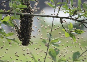 Bees sting farmer to death
