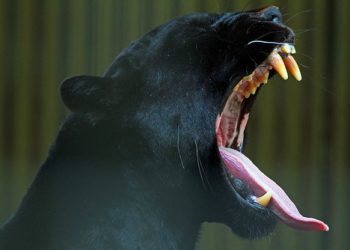 Jaguar attacks woman taking selfie at Arizona zoo