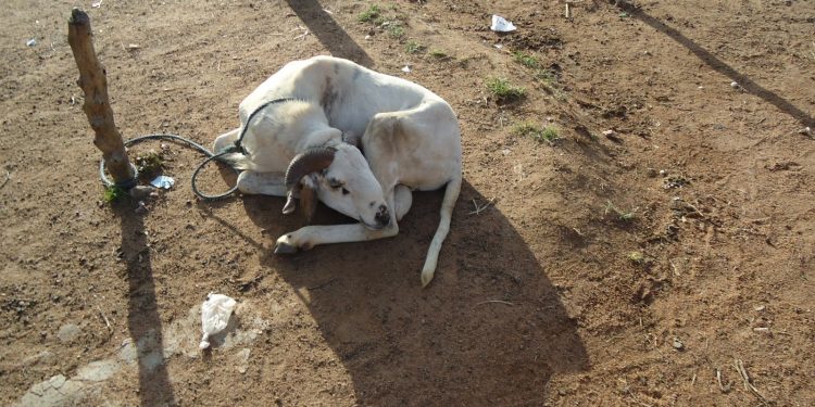 Chief destooled for killing and eating a sheep meant for sacrifice