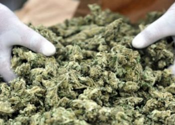 £29.2m worth of cannabis heading to UK intercepted at Tema port