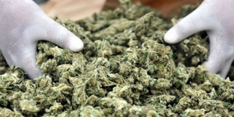 £29.2m worth of cannabis heading to UK intercepted at Tema port