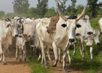 Cattle thieves kill 17 in NW Nigeria: police