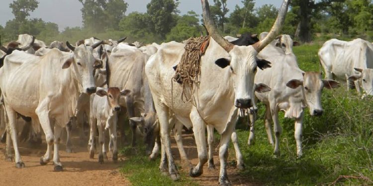 Cattle thieves kill 17 in NW Nigeria: police
