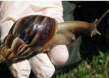 Asiakwa teacher was murdered over snails