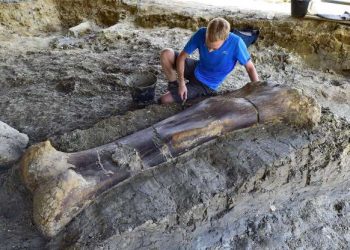 Scientists find 6.5ft thigh bone weighing half a tonne belonging to a giant sauropod dinosaur that lived 140 million years ago in south west France