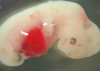 Japan Approves Groundbreaking Experiment Bringing Human-Animal Hybrids to Term