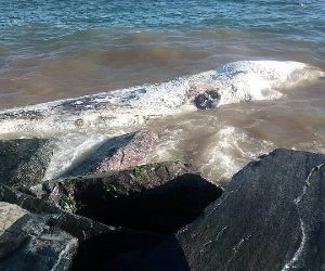 Huge mammal washed ashore in Western Region