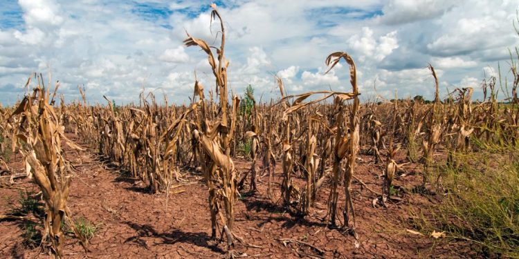 Zimbabwe ‘on brink of man-made starvation’, UN warns