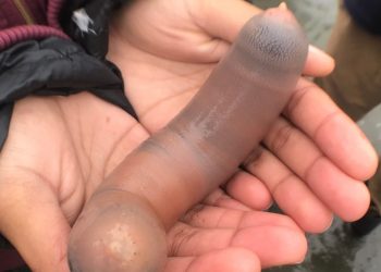 ‘Penis fish’ wash up on a beach in California
