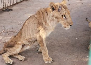 Outrage over ‘starving caged lions in Sudan’