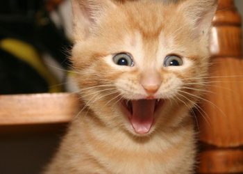 Shenzhen becomes first Chinese city to ban eating cats and dogs