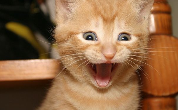 Shenzhen becomes first Chinese city to ban eating cats and dogs