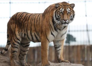 Tiger at US zoo tests positive for coronavirus