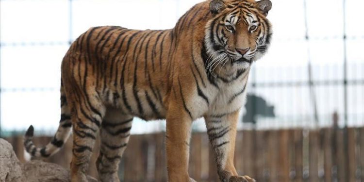 Tiger at US zoo tests positive for coronavirus