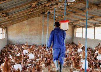 ADB to support poultry farmers with GHS500m to reduce chicken import