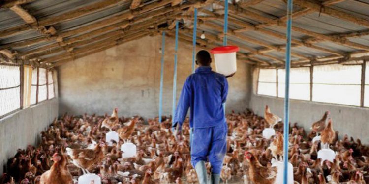 ADB to support poultry farmers with GHS500m to reduce chicken import