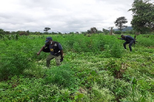 Police destroy ‘wee’ farm in Volta Region