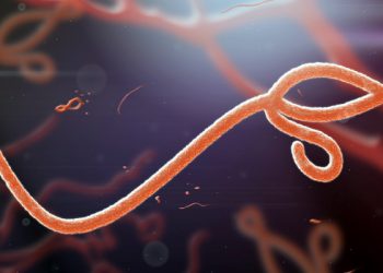 New Ebola outbreak hits DR Congo