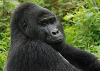Man jailed 11 years for killing Uganda’s rare silverback mountain gorilla
