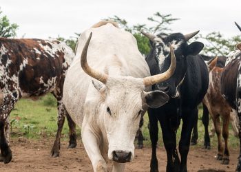 Nigeria’s Zamfara state offers repentant bandits cows for AK-47s