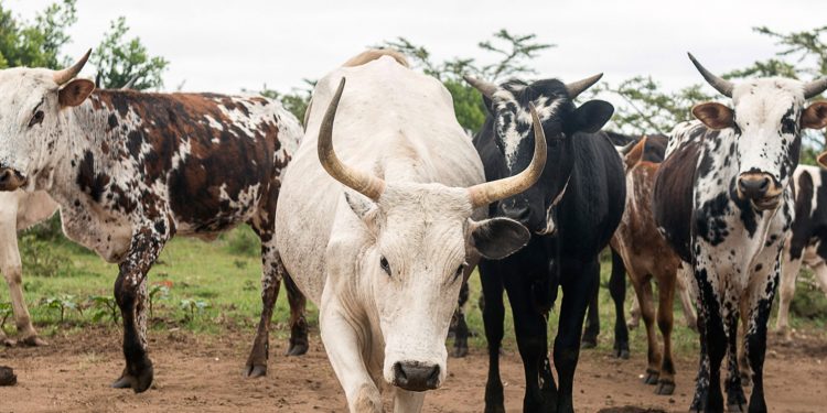 Nigeria’s Zamfara state offers repentant bandits cows for AK-47s