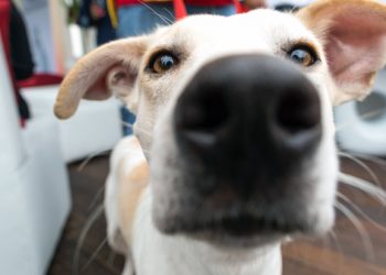 Dog tests positive for COVID-19