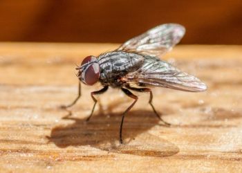 Man blows up part of house while chasing fly