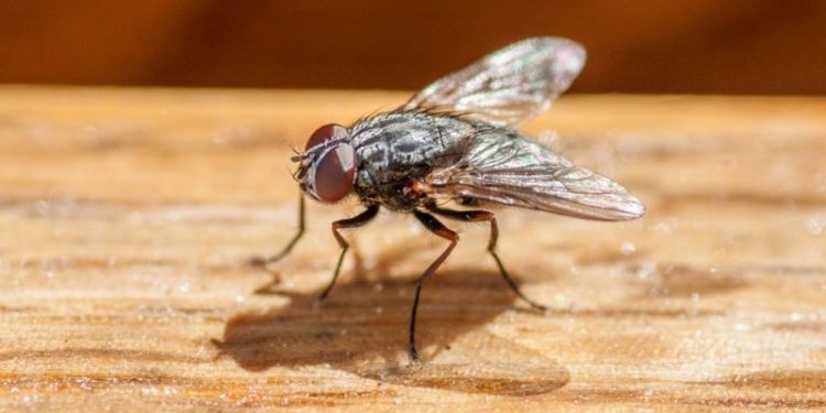 Man blows up part of house while chasing fly