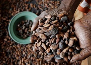 Coffee farmers in Ghana decry government’s neglect of sector