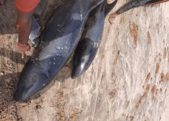 Over 60 dead dolphins washed ashore coasts of Axim-Bewire