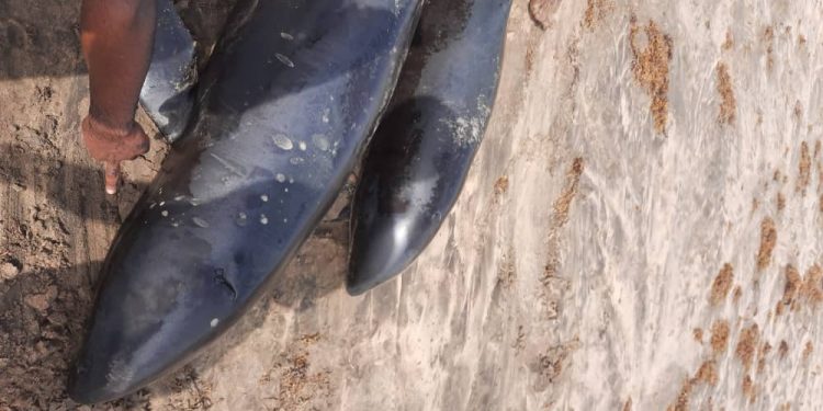 Over 60 dead dolphins washed ashore coasts of Axim-Bewire