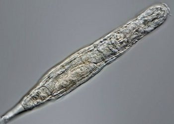 Organism survives 24,000 years frozen in Siberia